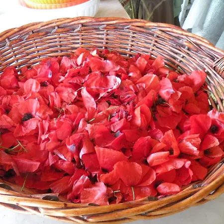 Farm stay Erba Regina Frascati