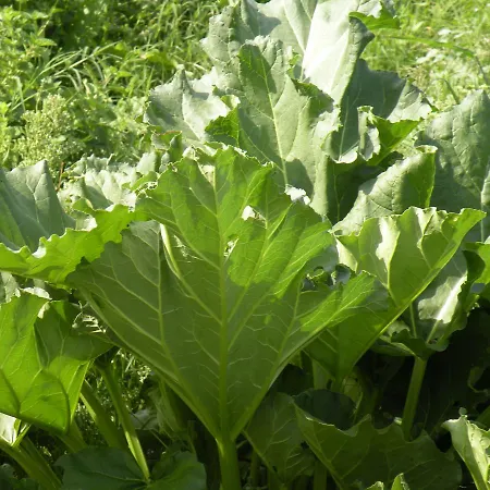 Erba Regina Frascati