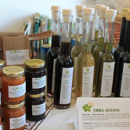 Erba Regina