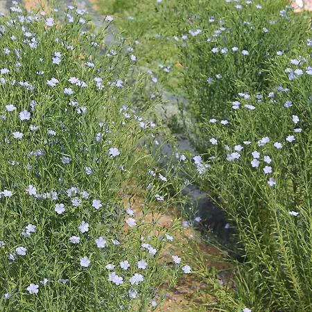 Erba Regina *